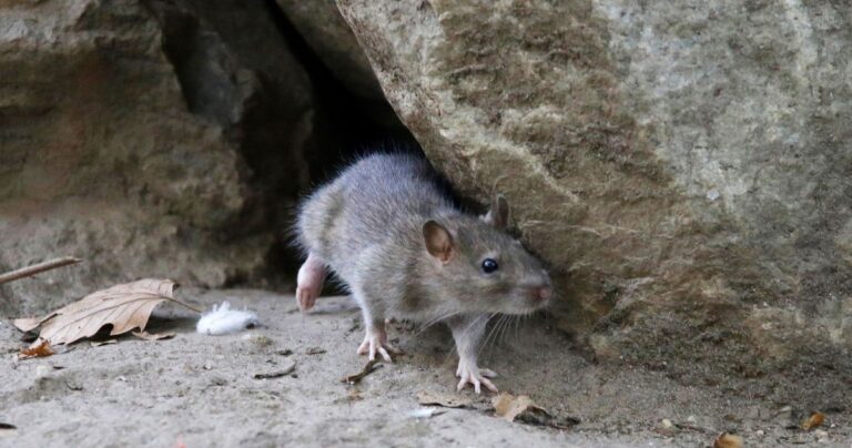Rat Birth Control Program Passes New York City Council