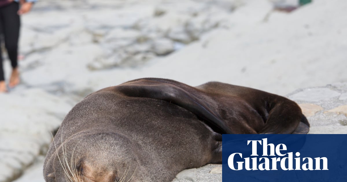 Fur seal’s death marks first Australian mainland mammal fatality from spreading H5 bird flu strain Fur seal’s death marks first Australian mainland mammal fatality from spreading H5 bird flu strain