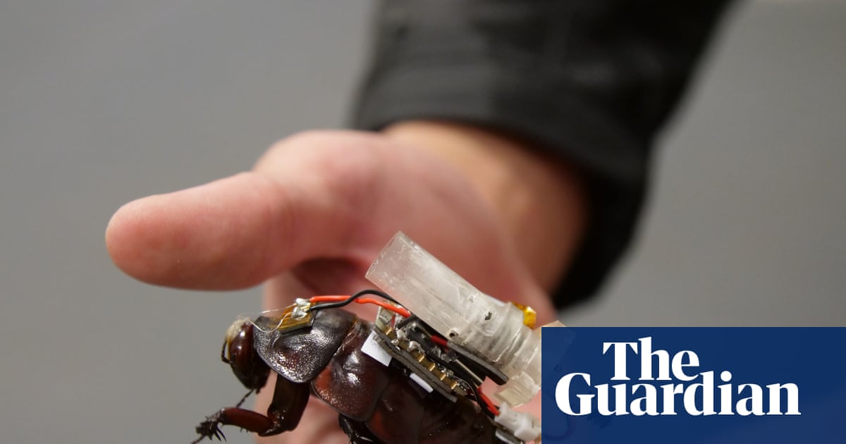 Cyborg cockroaches with tiny syringes designed to join search and rescue teams in major disasters Cyborg cockroaches with tiny syringes designed to join search and rescue teams in major disasters