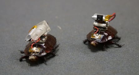 two cyborg cockroaches