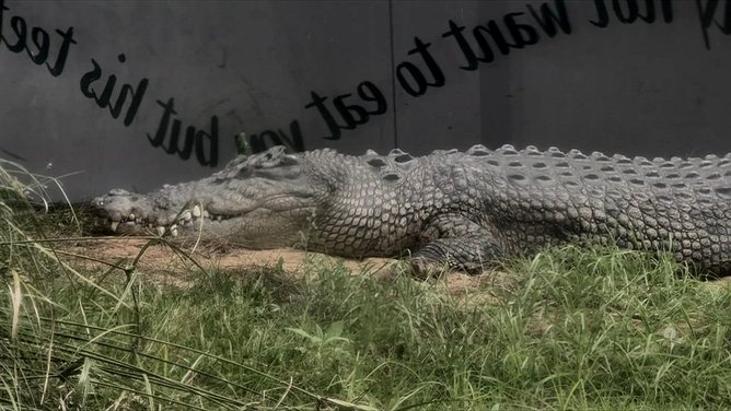 Police charged two teenagers over shocking Perth Zoo crocodile break-in incident.
