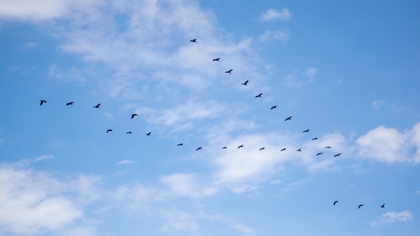 A flock of birds flying in a V formation against a clear blue sky with fluffy clouds.