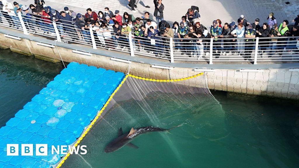 Celebrity shark guided out of Busan canal refuses to swim out to sea Celebrity shark guided out of Busan canal refuses to swim out to sea