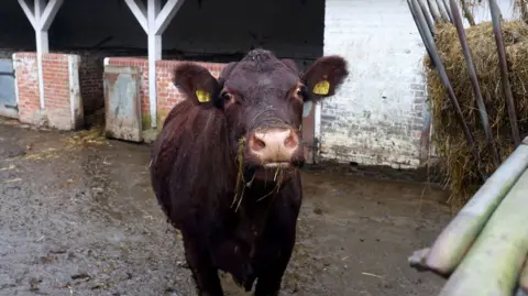 Surrey County Council A dark brown cow stands on a muddy concrete farmyard facing the camera. Straw is caught around the animal's nose and mouth, and yellow identification tags are attached to both ears. Behind the cow are white-painted farm buildings with red brick partitions and open livestock pens. A metal hay feeder filled with straw stands to the right of the image.