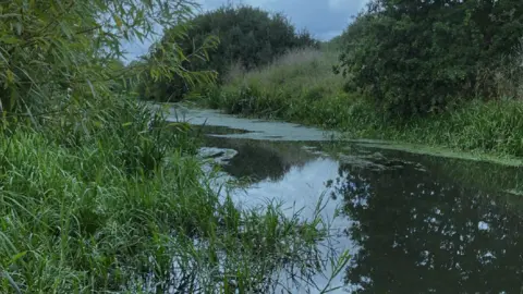 Environment Agency A river surrounded by lush, green coloured vegetation. To the left of the picture, long grass is poking from the surface. There is weed covering other parts of the watercourse. Trees and bushes are also visible