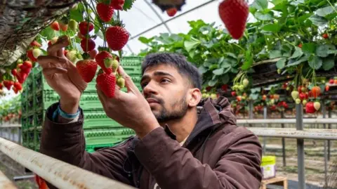 Surrey County Council A man examines ripe strawberries growing on elevated plants inside a covered growing tunnel. Red strawberries hang down from rows of green leafy plants suspended above waist height. Plastic crates are stacked in the background and crop rows extend through the structure. The image is filled with bright red fruit and dense green foliage.