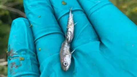 Environment Agency Two silver coloured fish can be seen being held in the palm of a hand. The hand is covered by a blue protective glove. In the background is green vegetation