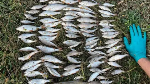 Environment Agency Dozens of dead silver coloured fish laid out on the ground. Under them is netting and grass. A hand with a blue glove on can be seen to the right of the picture