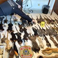 A Brazilian Federal Police officer kneels on a tiled floor arranging rows of stuffed animals, with a box of skulls and a Polícia Federal badge in the foreground.