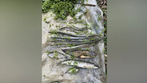 Environment Agency Dead fish, including a pike and eel, laid out on a plastic sheet. Green plant matter is also present.